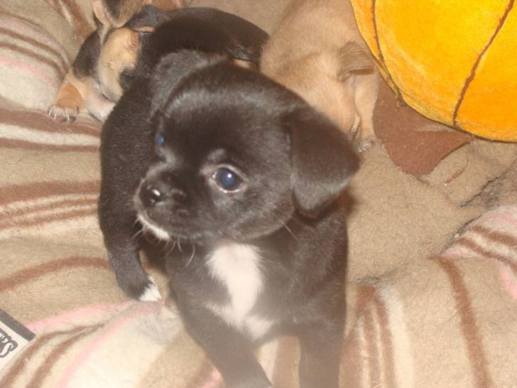 luna - Chihuahua (1 an)