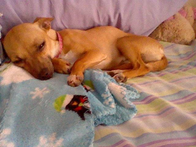 lucky - Chihuahua