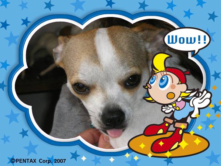 Pawz - Chihuahua Mâle (2 ans)