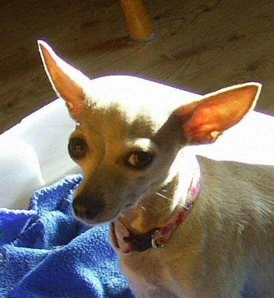 mimi - Chihuahua (4 ans)