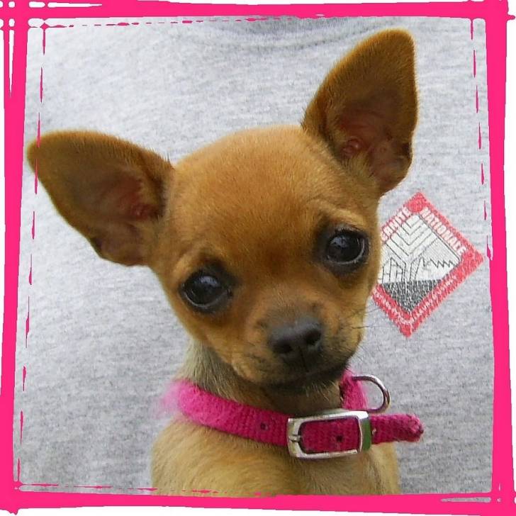 lulu - Chihuahua (2 ans)