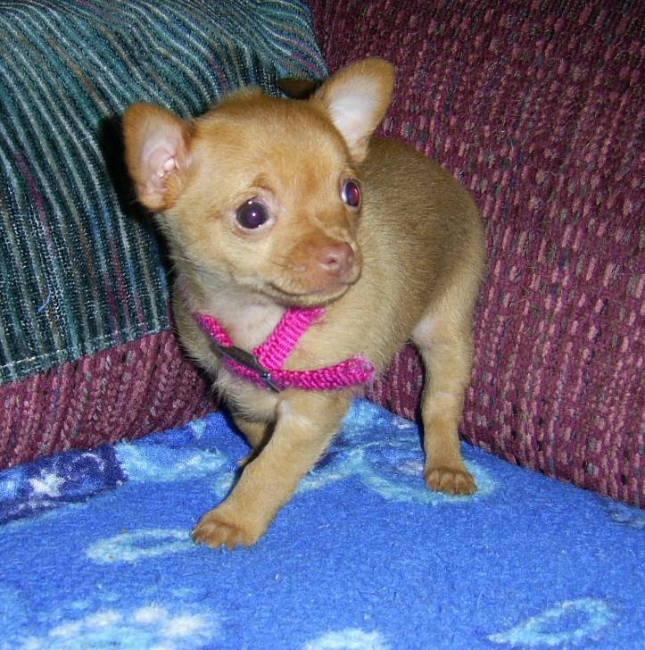 angèle - Chihuahua (1 mois)