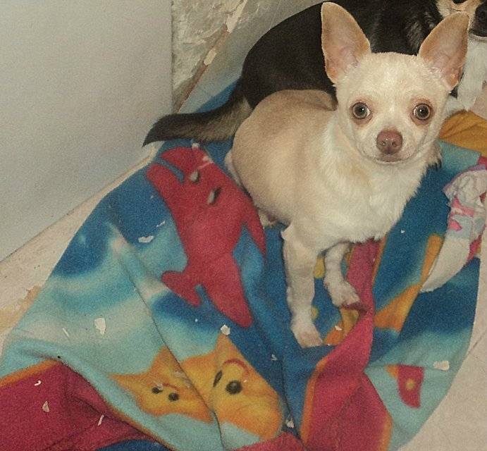 Taisón - Chihuahua Mâle (1 an)