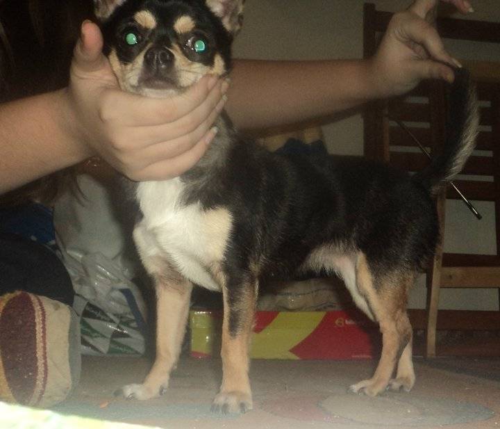 Laya - Chihuahua (1 an)