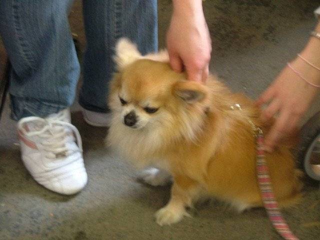 chloe - Chihuahua (5 ans)
