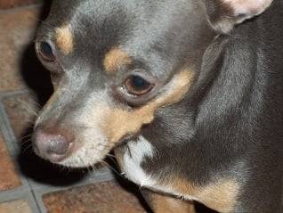 Blue - Chihuahua (4 ans)