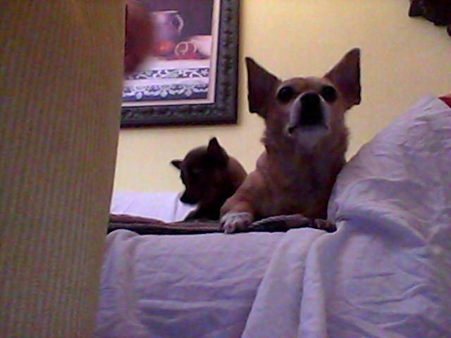 Cuky y Mila - Chihuahua (7 ans)