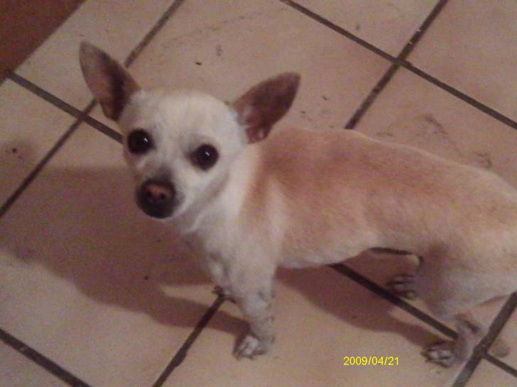 Lony - Chihuahua Mâle (4 ans)