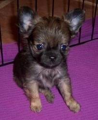 Chloe - Chihuahua