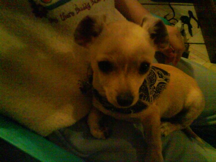 toby - Chihuahua Mâle (2 ans)