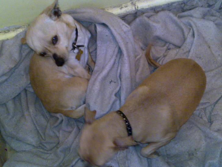 toby y gabiota - Chihuahua Mâle (2 ans)
