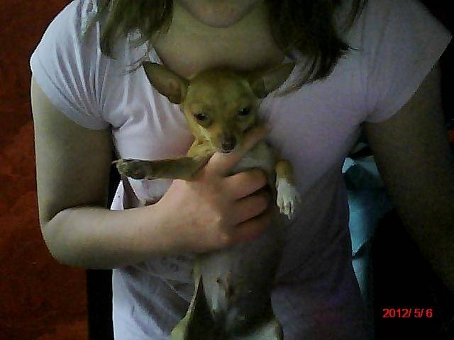CLOE - Chihuahua (1 an)