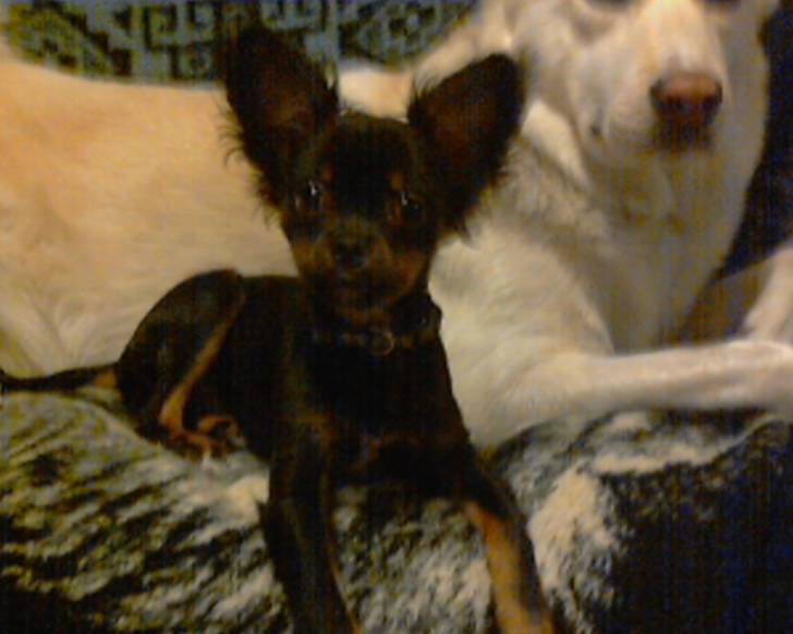 koji - Chihuahua Mâle (4 mois)