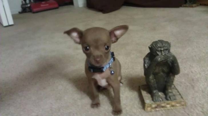 Jagger - Chihuahua Mâle (6 mois)
