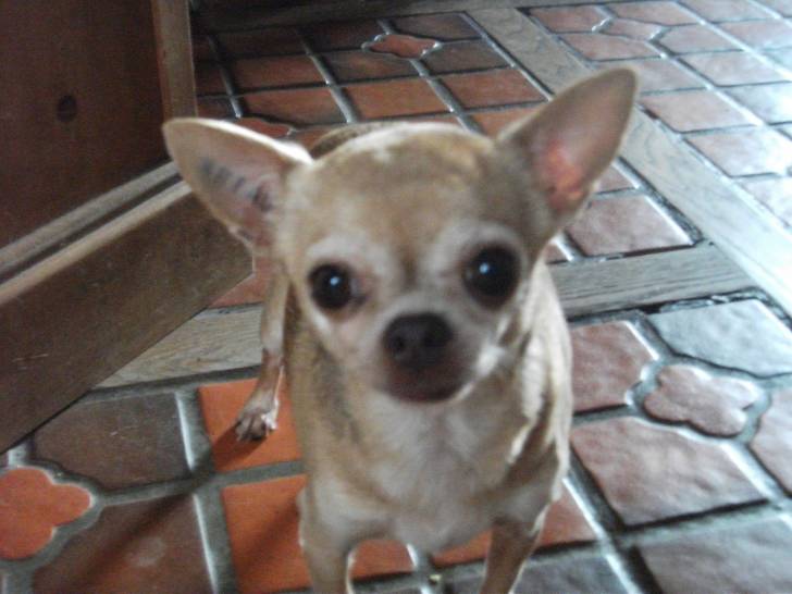 Vanille - Chihuahua (11 ans)