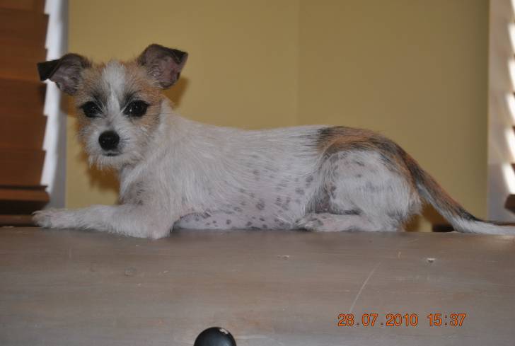 my dog - Chihuahua (2 ans)