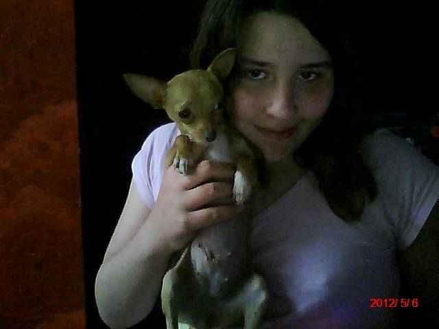 CLOE - Chihuahua (1 an)