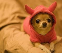 Layka - Chihuahua (1 an)