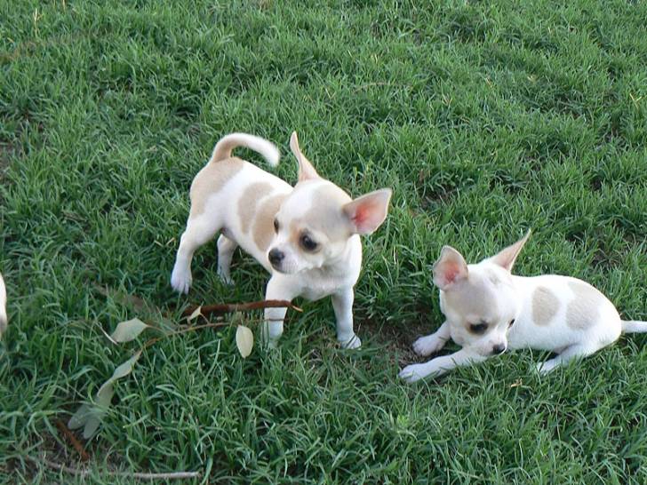 lol - Chihuahua (6 mois)