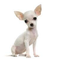 Chihuahua - Chihuahua (6 mois)