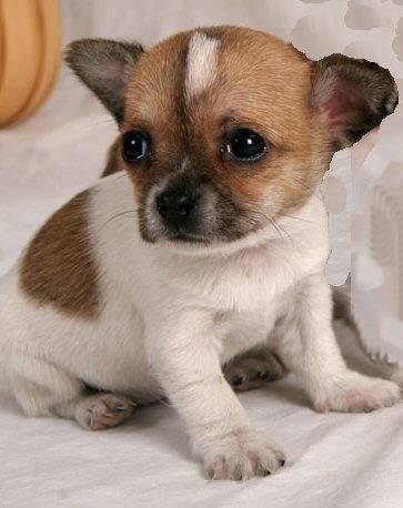 Choco - Chihuahua Mâle (1 mois)