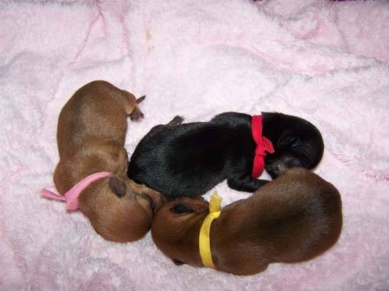 Gucci - Chihuahua (1 mois)