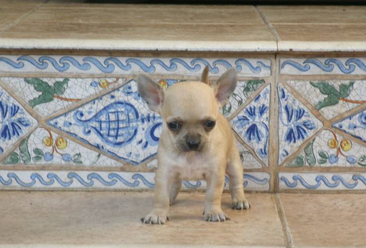Ojitos - Chihuahua (2 mois)