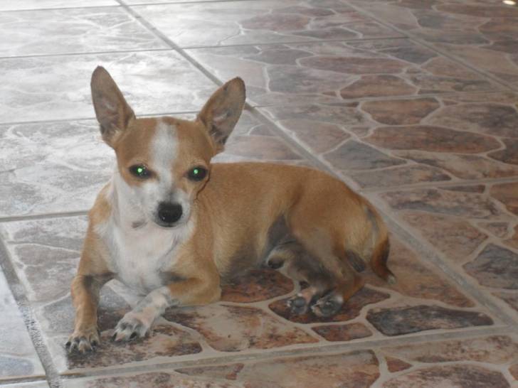 Benito - Chihuahua Mâle (7 ans)