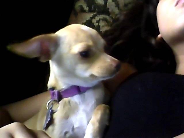 Dudy - Chihuahua (10 mois)