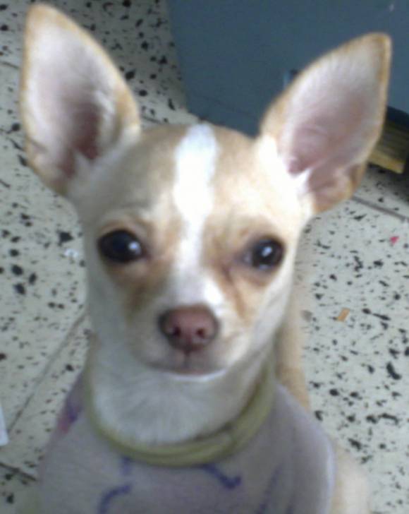Coco - Chihuahua (2 ans)