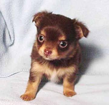 kaki - Chihuahua (1 an)