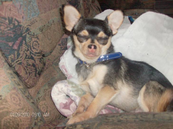 ti-poo - Chihuahua Mâle (2 ans)