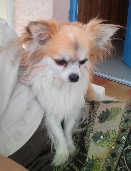 Vicky - Chihuahua Mâle