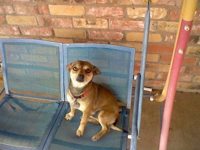 Jake - Chihuahua Mâle (3 ans)