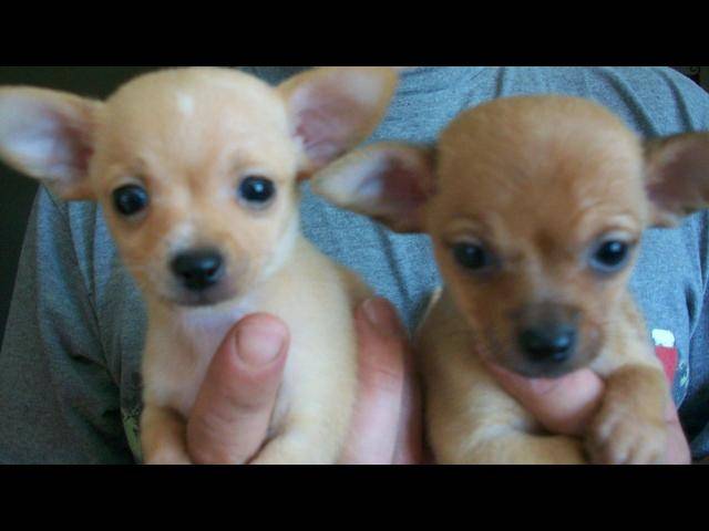 lala et toutou - Chihuahua (9 mois)