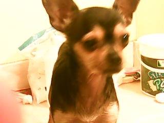chickies - Chihuahua (10 mois)