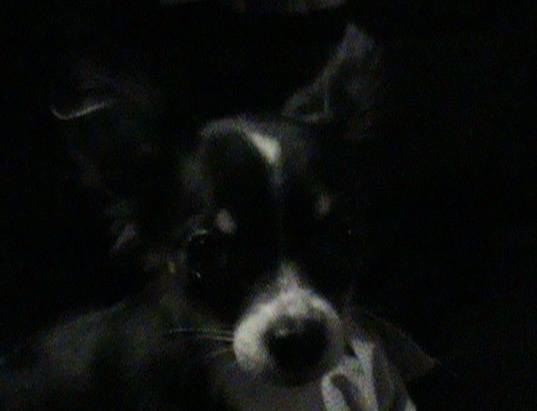 Miya - Chihuahua (8 mois)