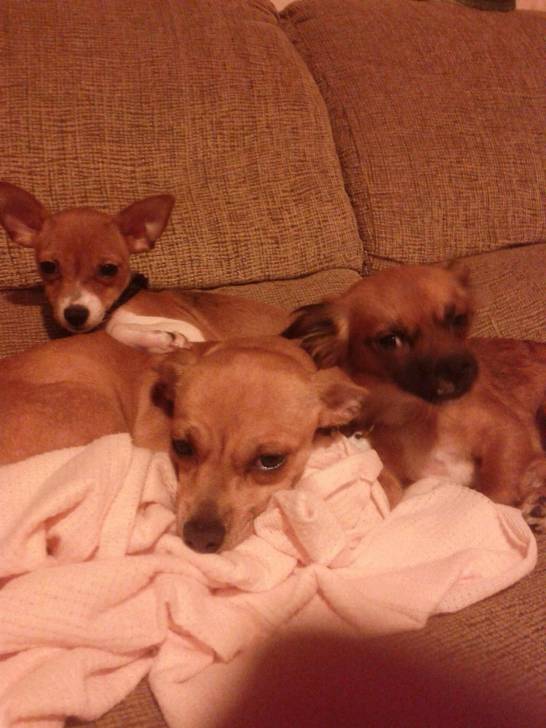 Lily, Nika, Dakota - Chihuahua