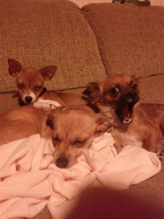 Lily, Nika, Dakota - Chihuahua