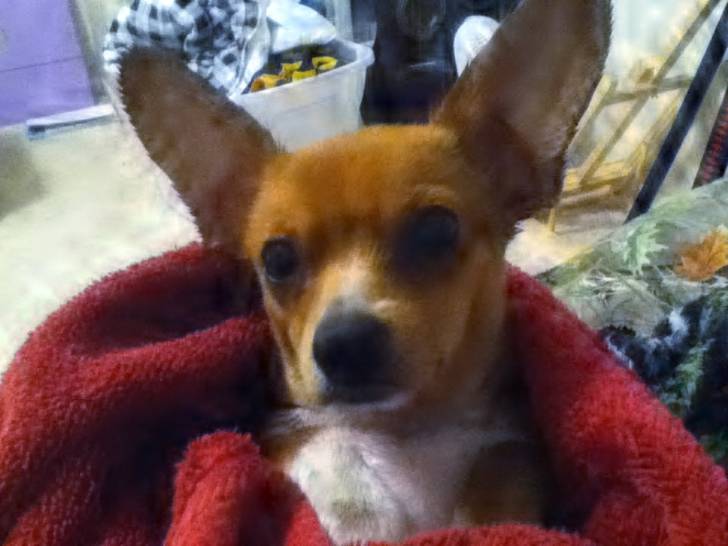 Scrappy Doo - Chihuahua (8 mois)