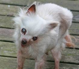 Tiny - Chihuahua Mâle (13 ans)