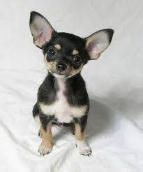 Max - Chihuahua Mâle (1 an)