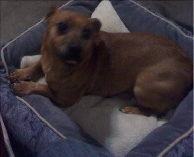 Ramone - Chihuahua Mâle (11 ans)