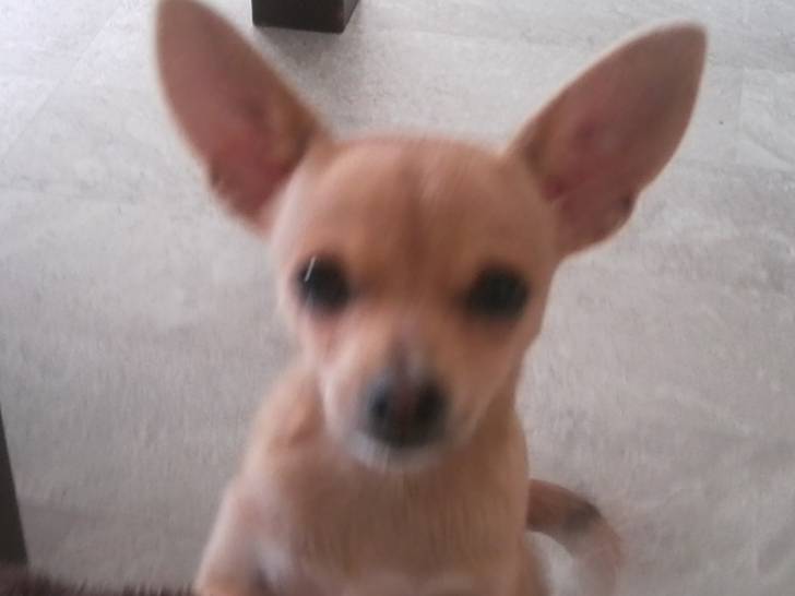 Spike - Chihuahua Mâle (4 mois)