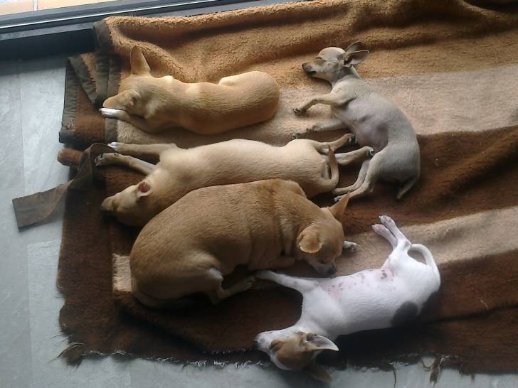 meine Hunde - Chihuahua (4 mois)