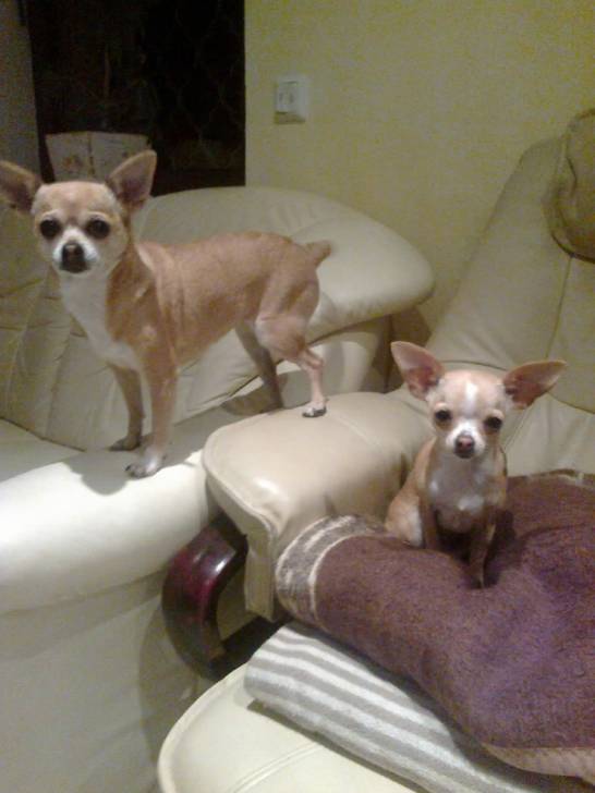 Ginger und Luna - Chihuahua (4 mois)