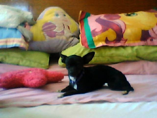 chihuahua LLina - Chihuahua (3 ans)