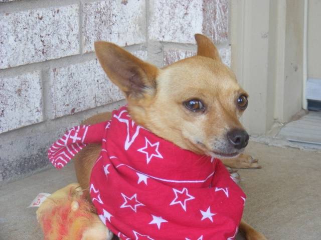 julio - Chihuahua Mâle (3 ans)