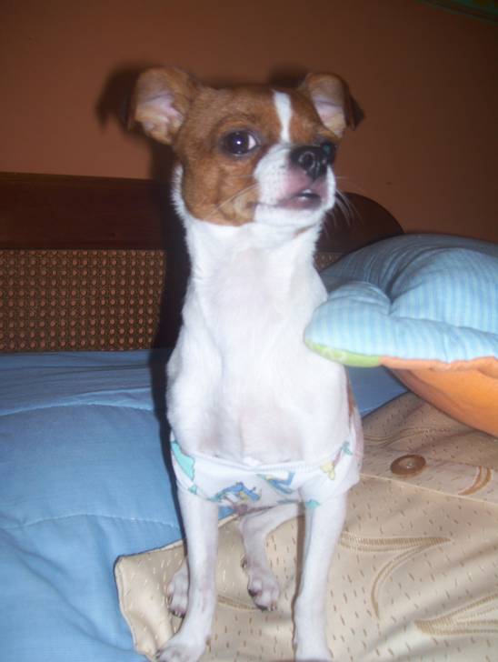pili - Chihuahua (2 ans)