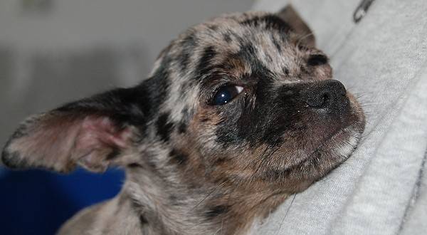 hannah - Chihuahua (2 mois)